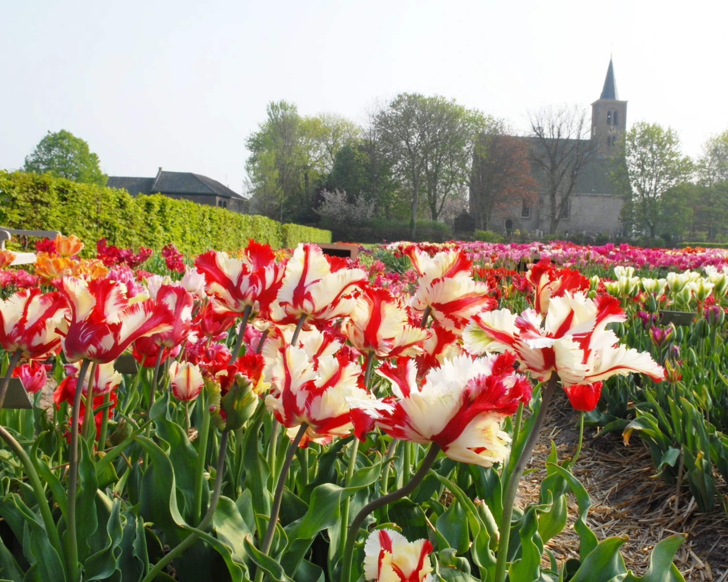 Tulip 'Flaming Parrot' - Image 6