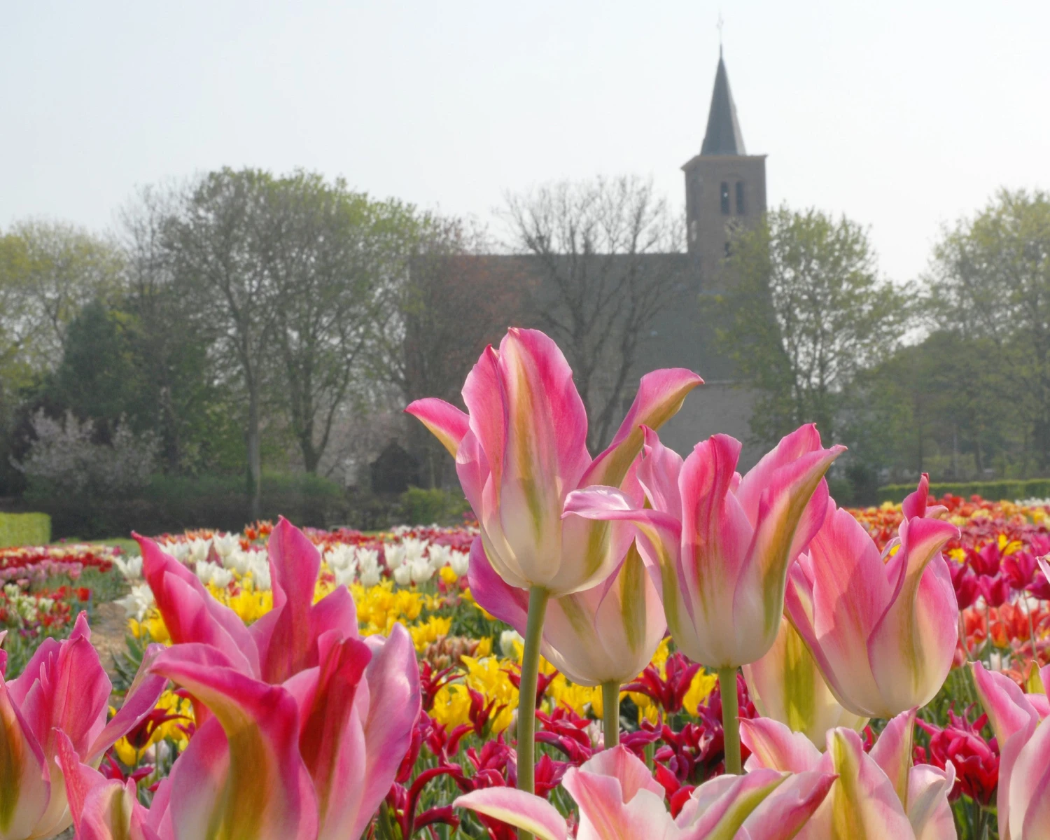 Tulip 'Florosa' - Image 5