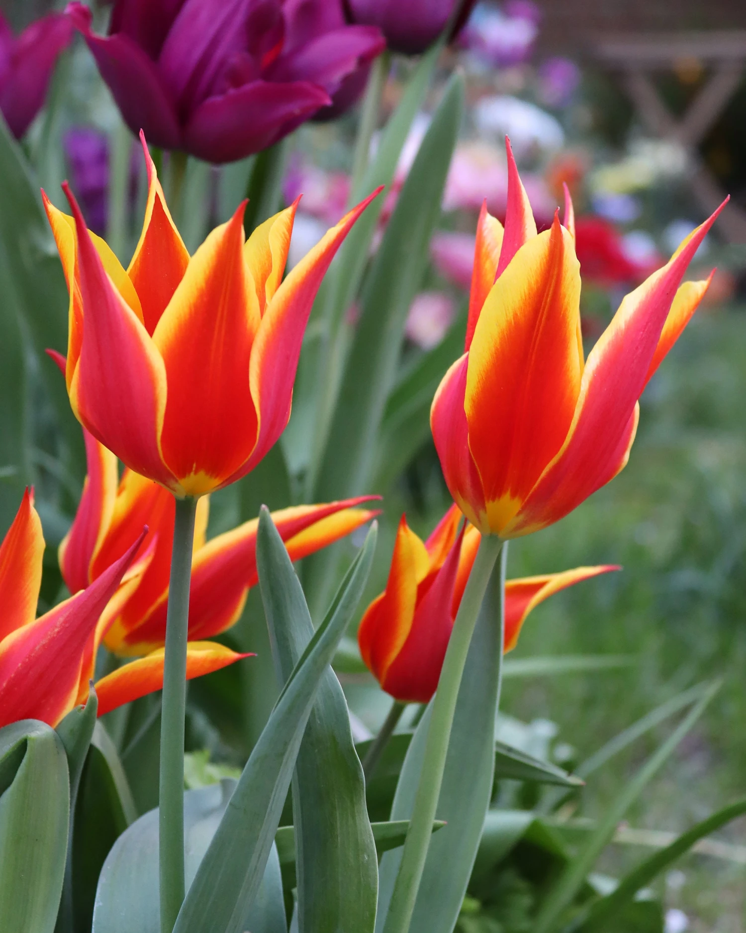 Tulip 'Fly Away' - Image 6