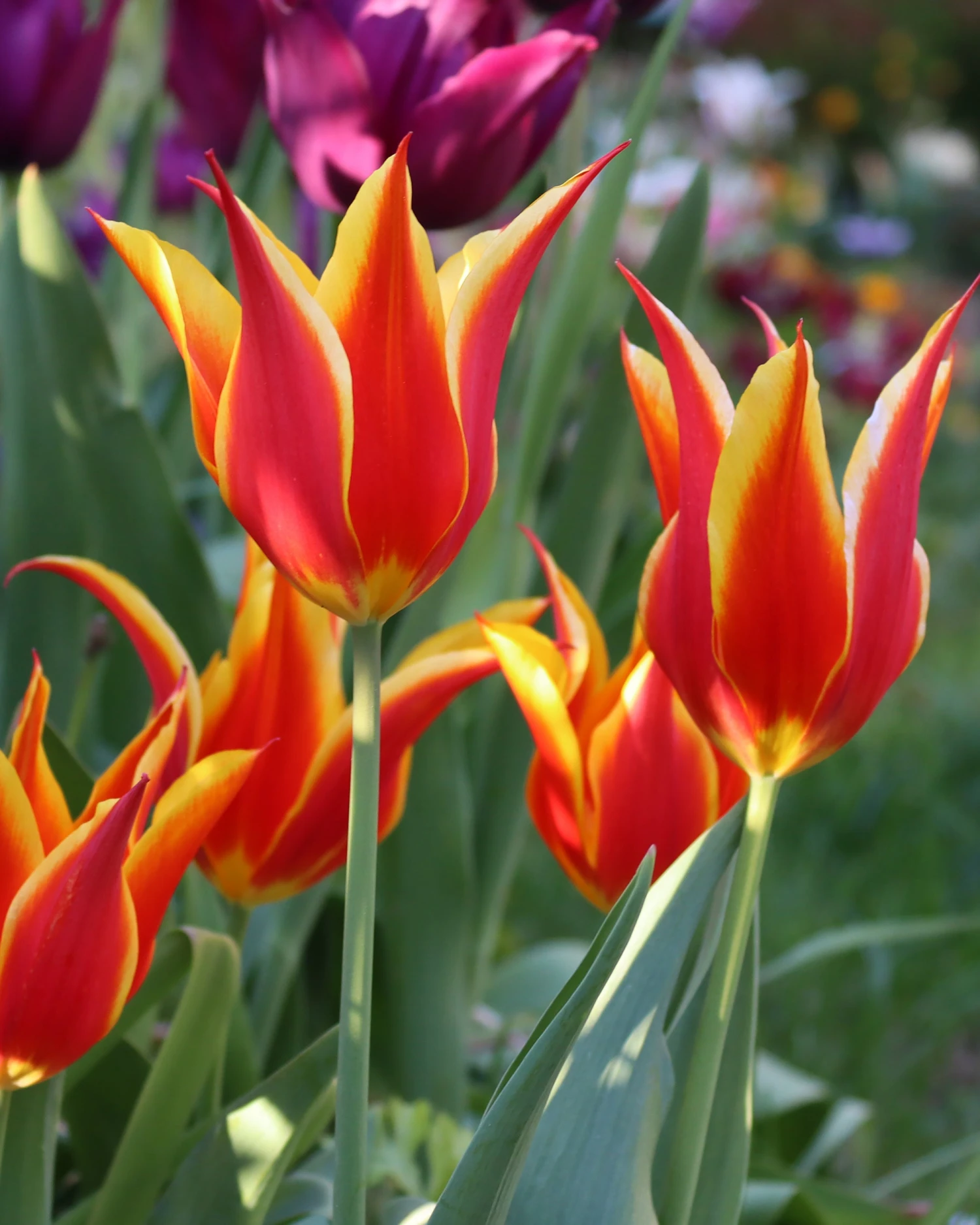 Tulip 'Fly Away'