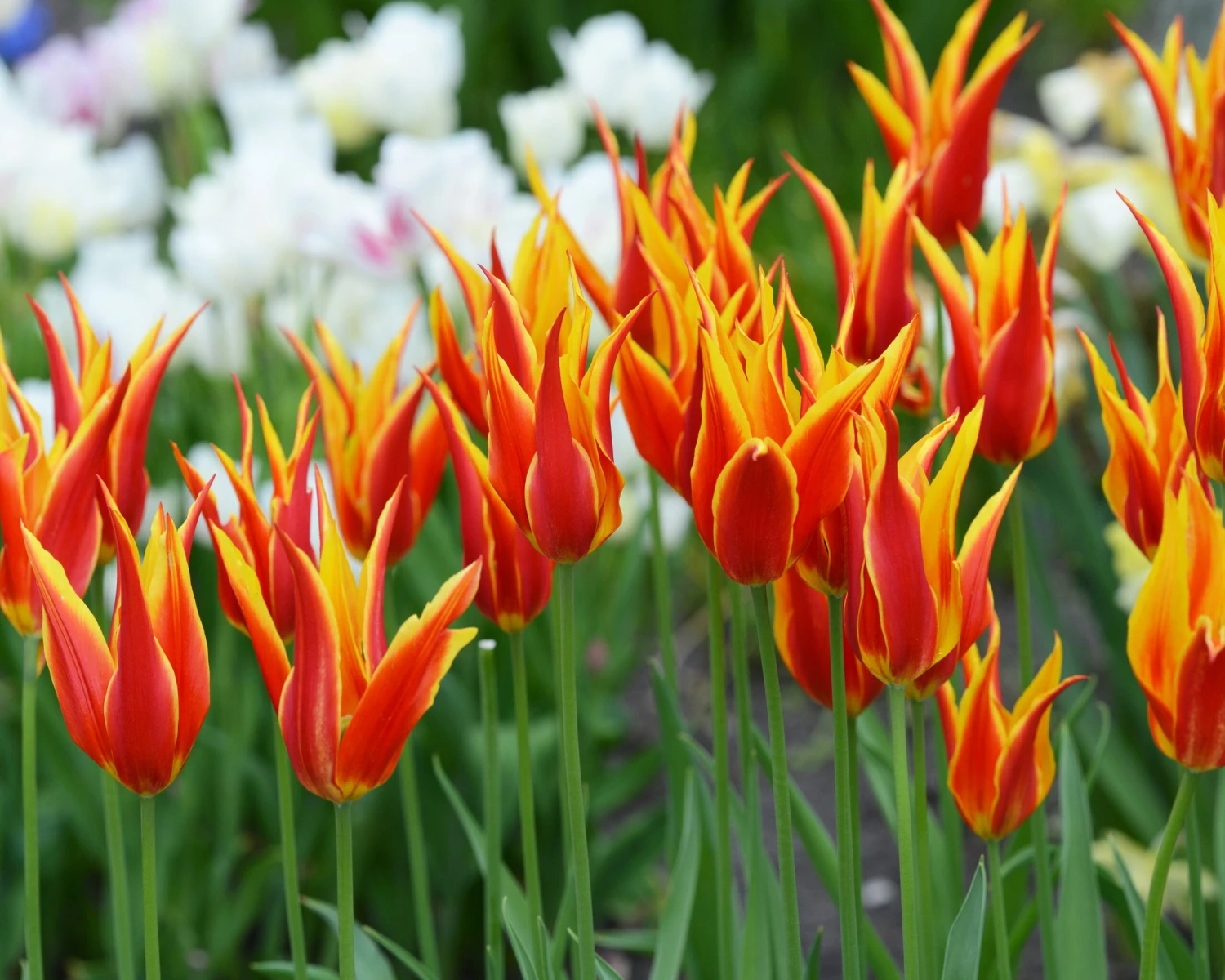 Tulip 'Fly Away' - Image 2