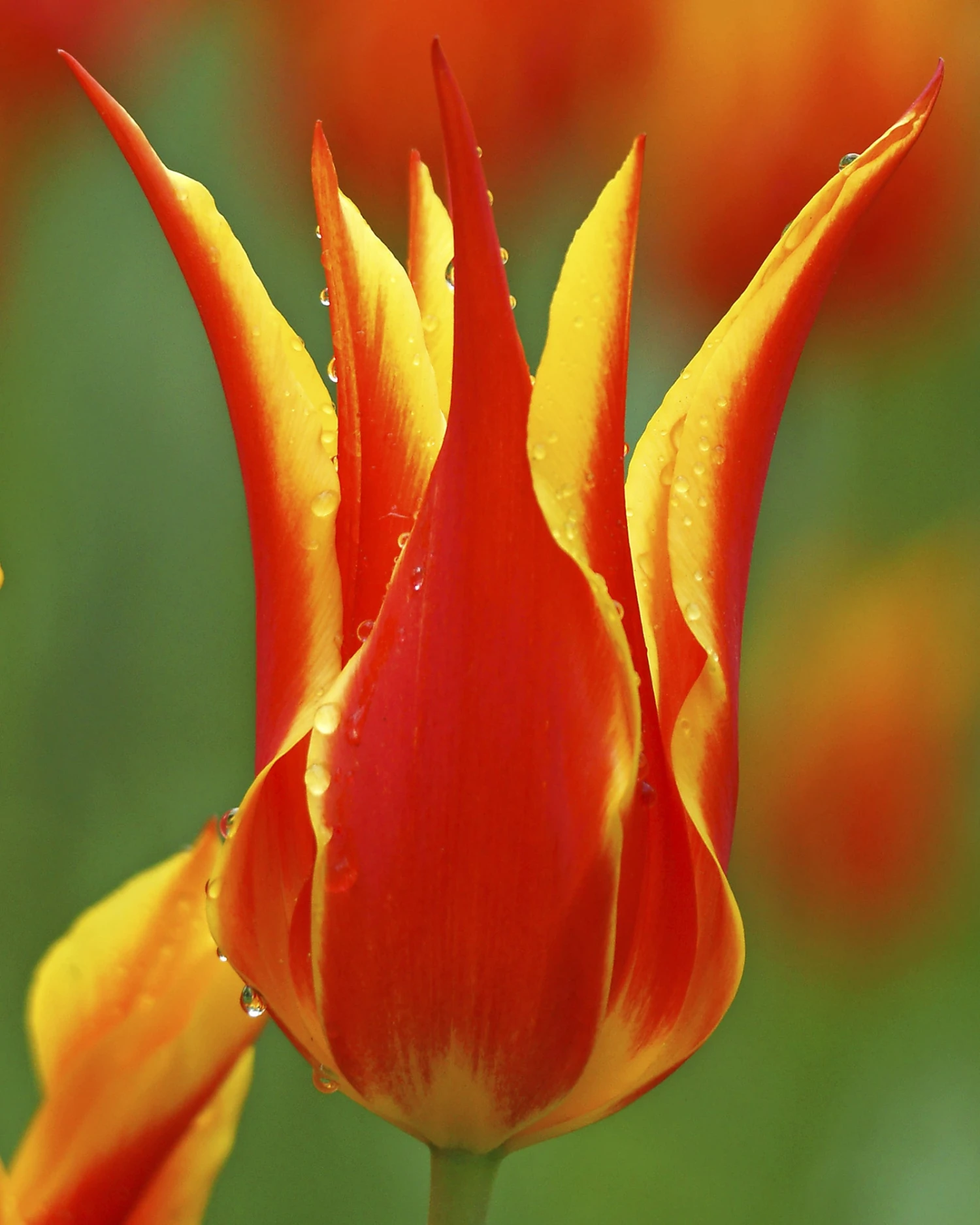 Tulip 'Fly Away' - Image 3