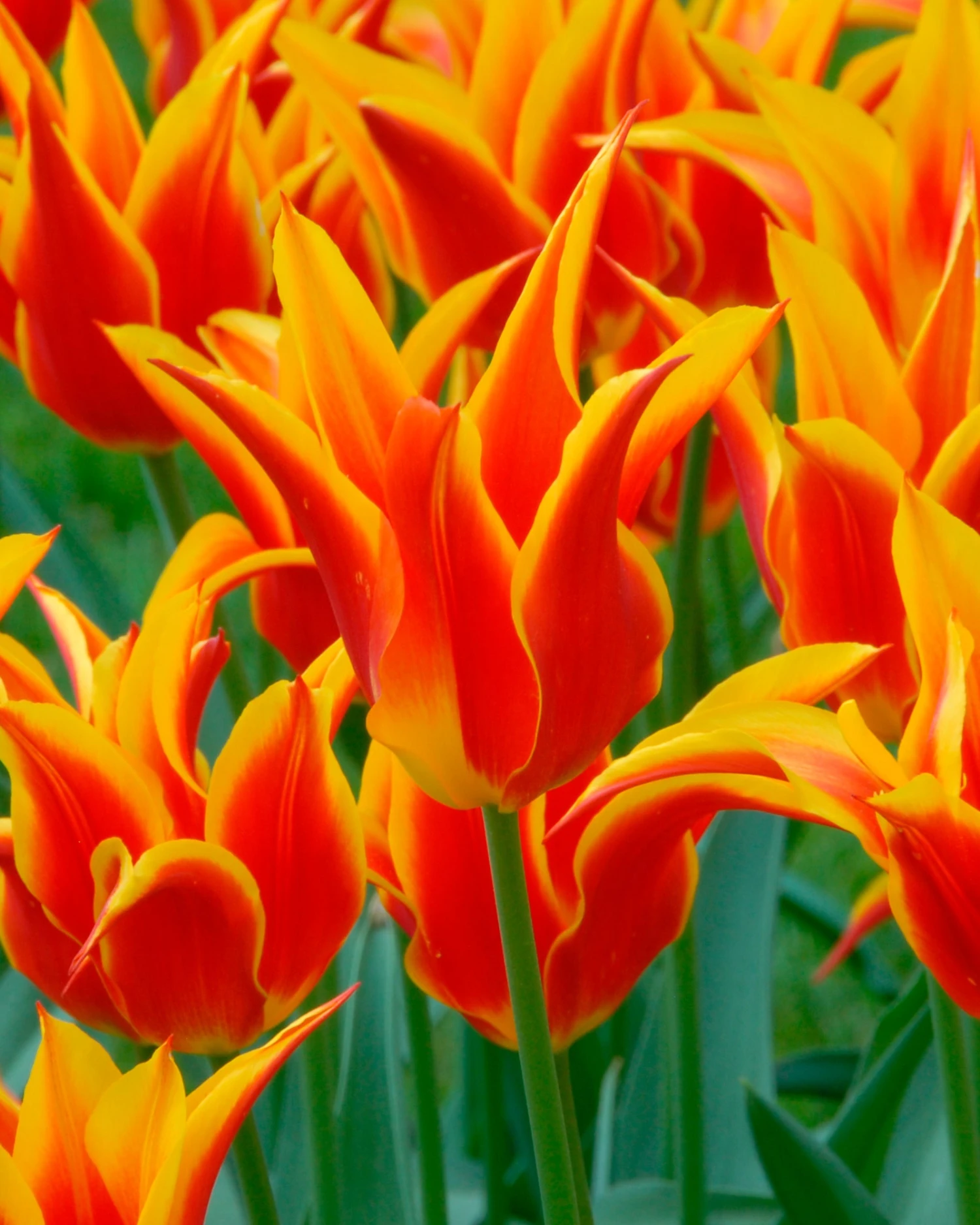 Tulip 'Fly Away' - Image 4