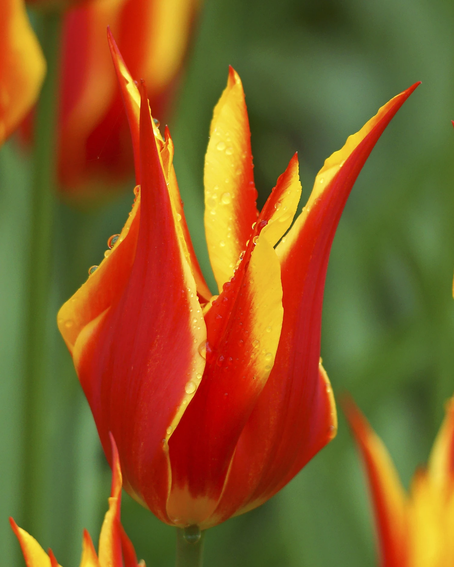 Tulip 'Fly Away' - Image 9