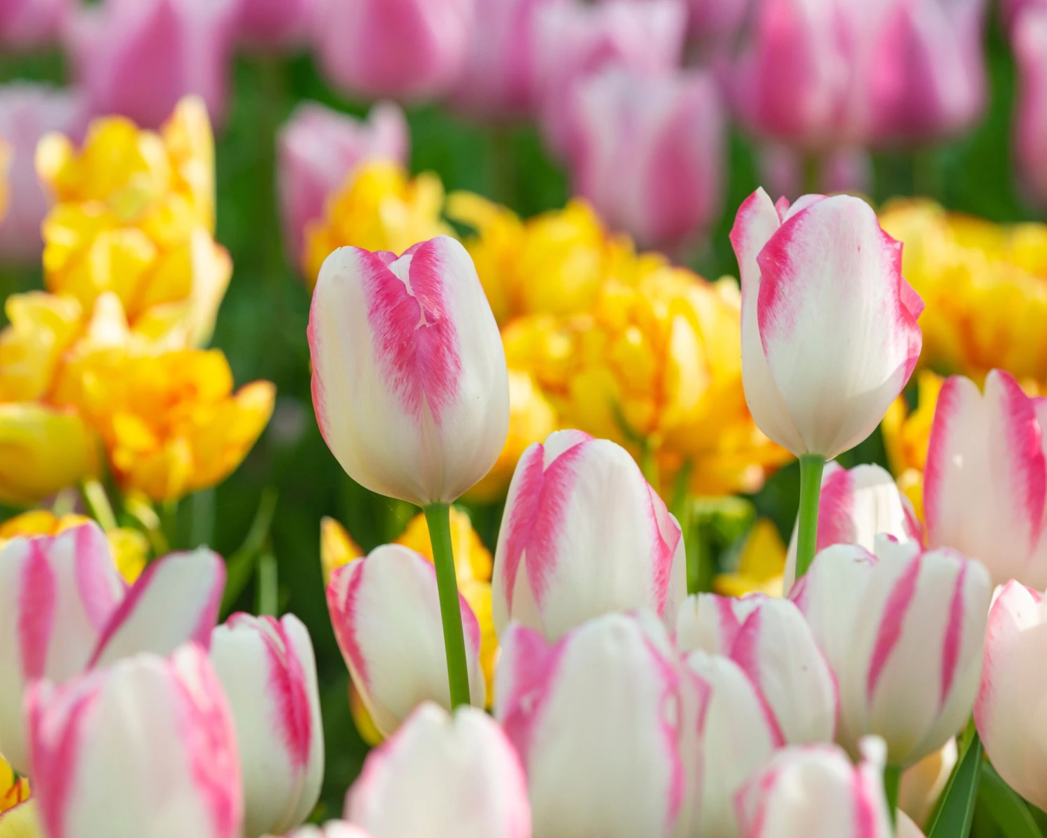 Tulip 'Graceland' - Image 5