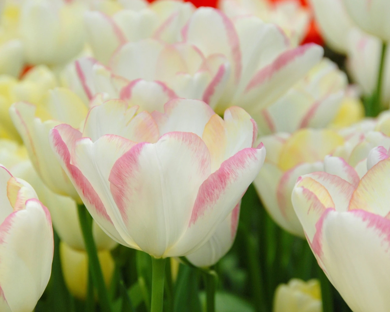 Tulip 'Graceland' - Image 2