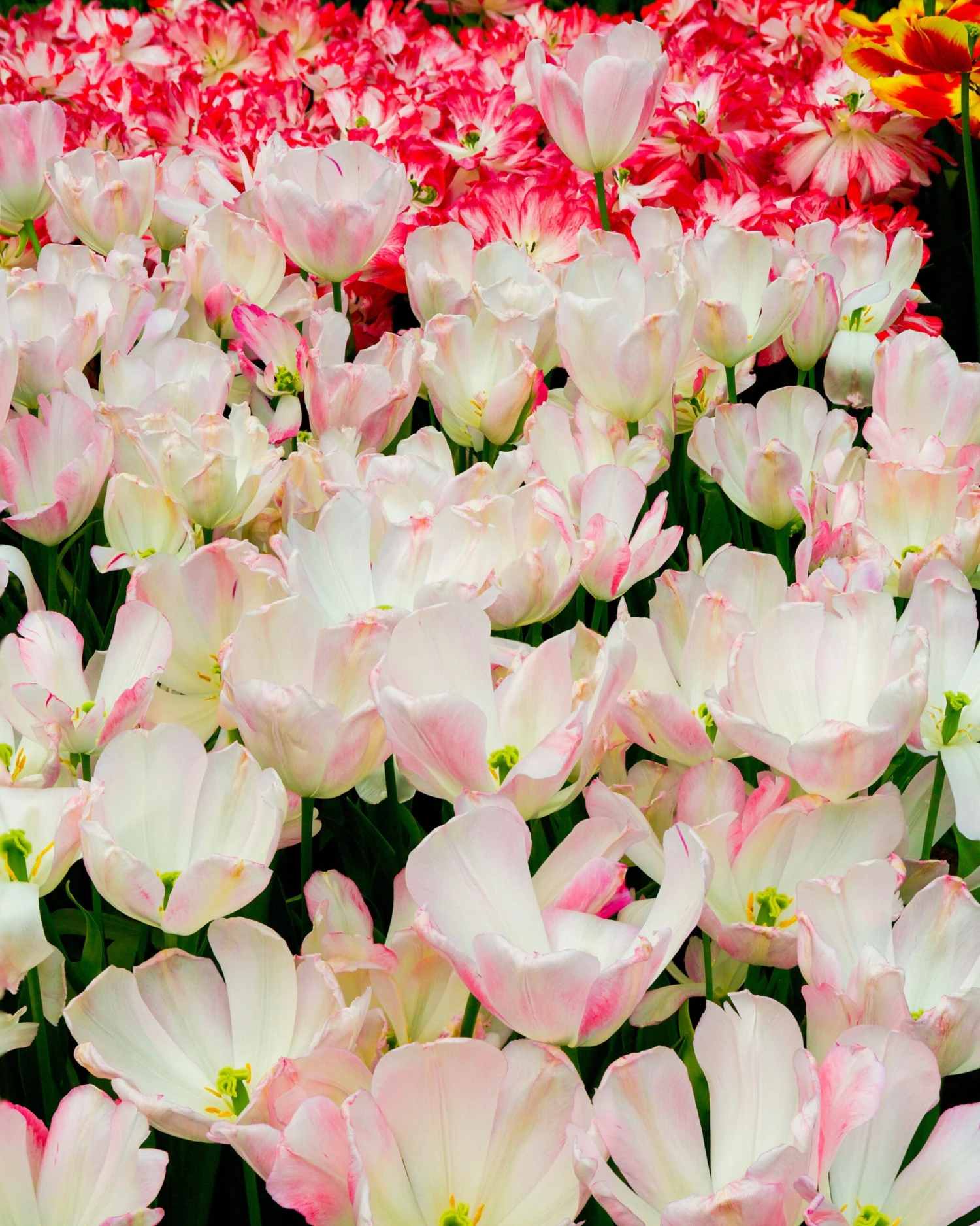 Tulip 'Graceland' - Image 4