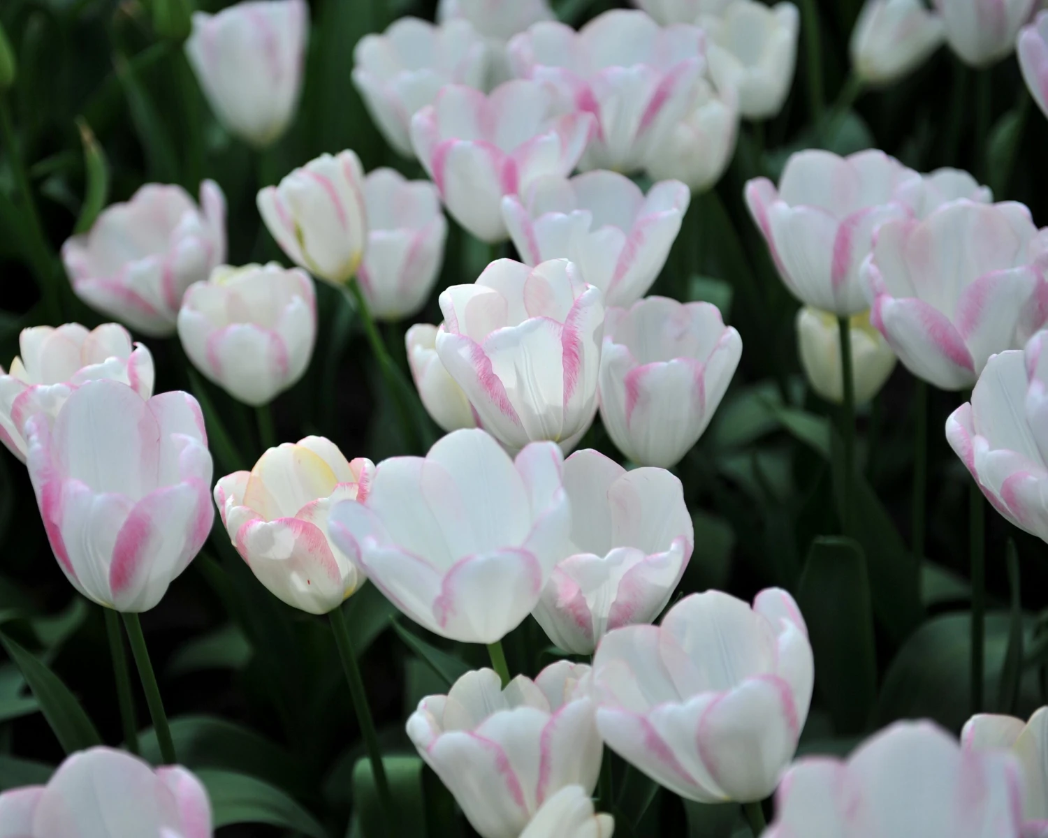 Tulip 'Graceland' - Image 6