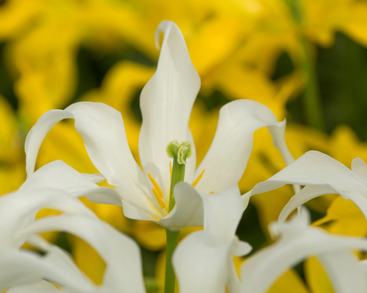 Tulip 'Healthcare' - Image 9