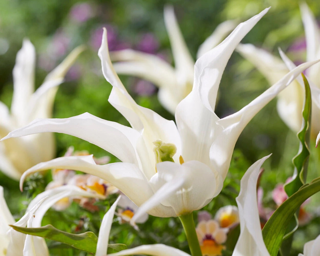 Tulip 'Healthcare' - Image 4