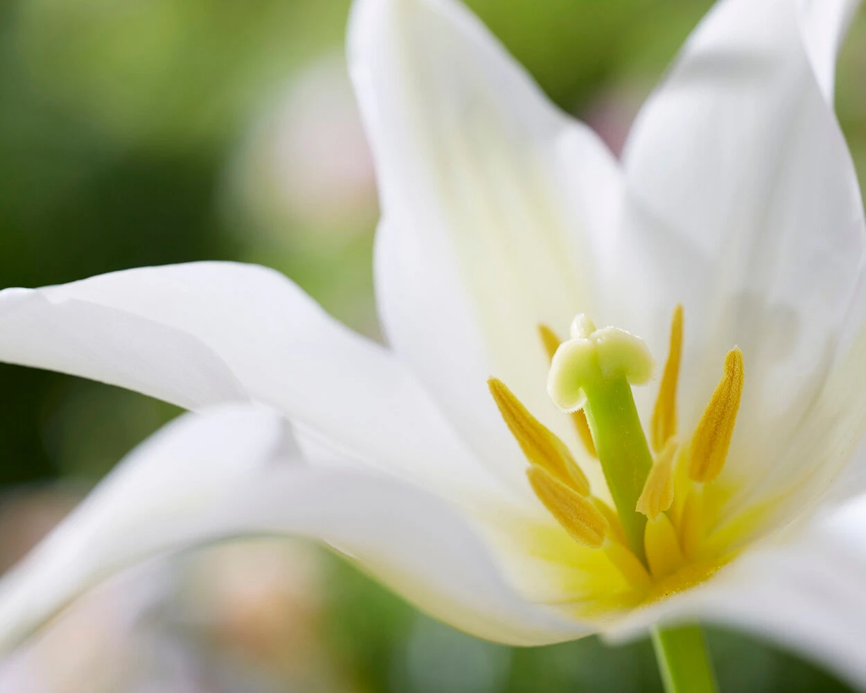 Tulip 'Healthcare' - Image 5