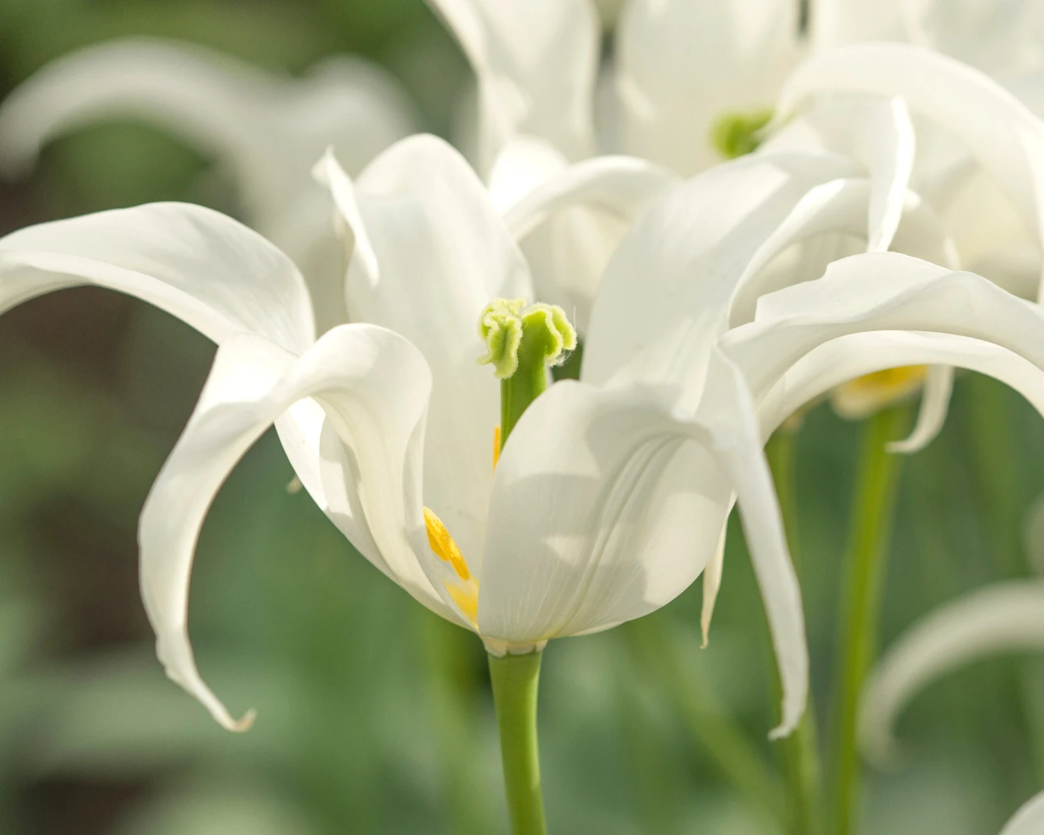 Tulip 'Healthcare' - Image 8