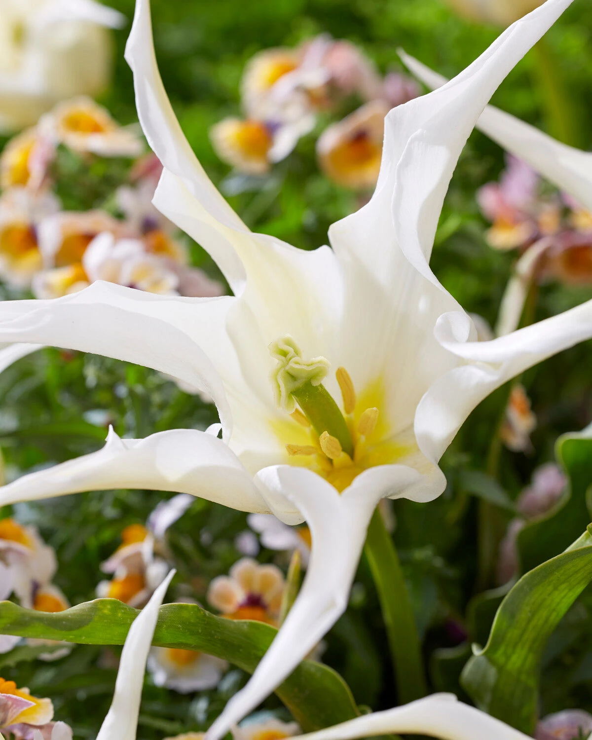 Tulip 'Healthcare' - Image 2