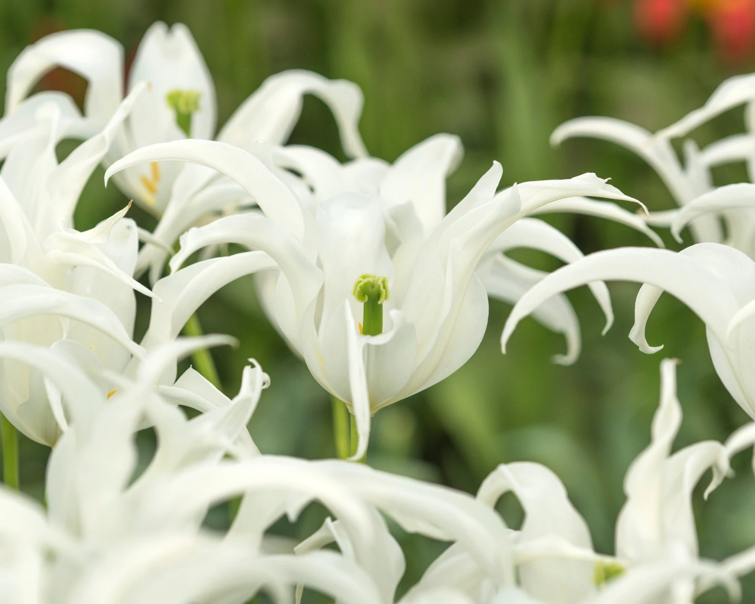 Tulip 'Healthcare' - Image 10