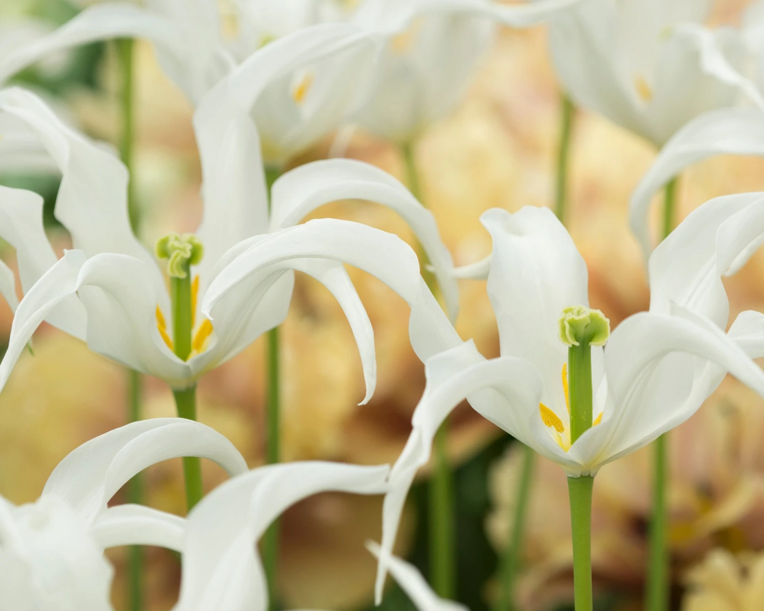 Tulip 'Healthcare' - Image 6