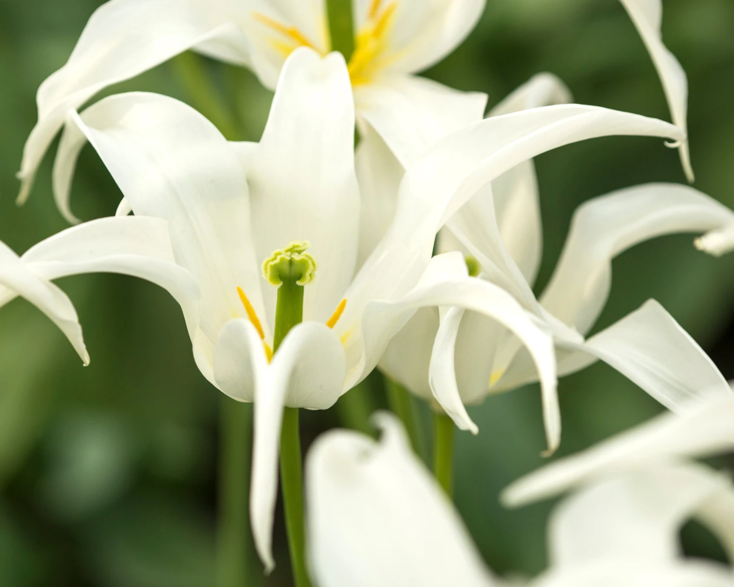 Tulip 'Healthcare' - Image 3