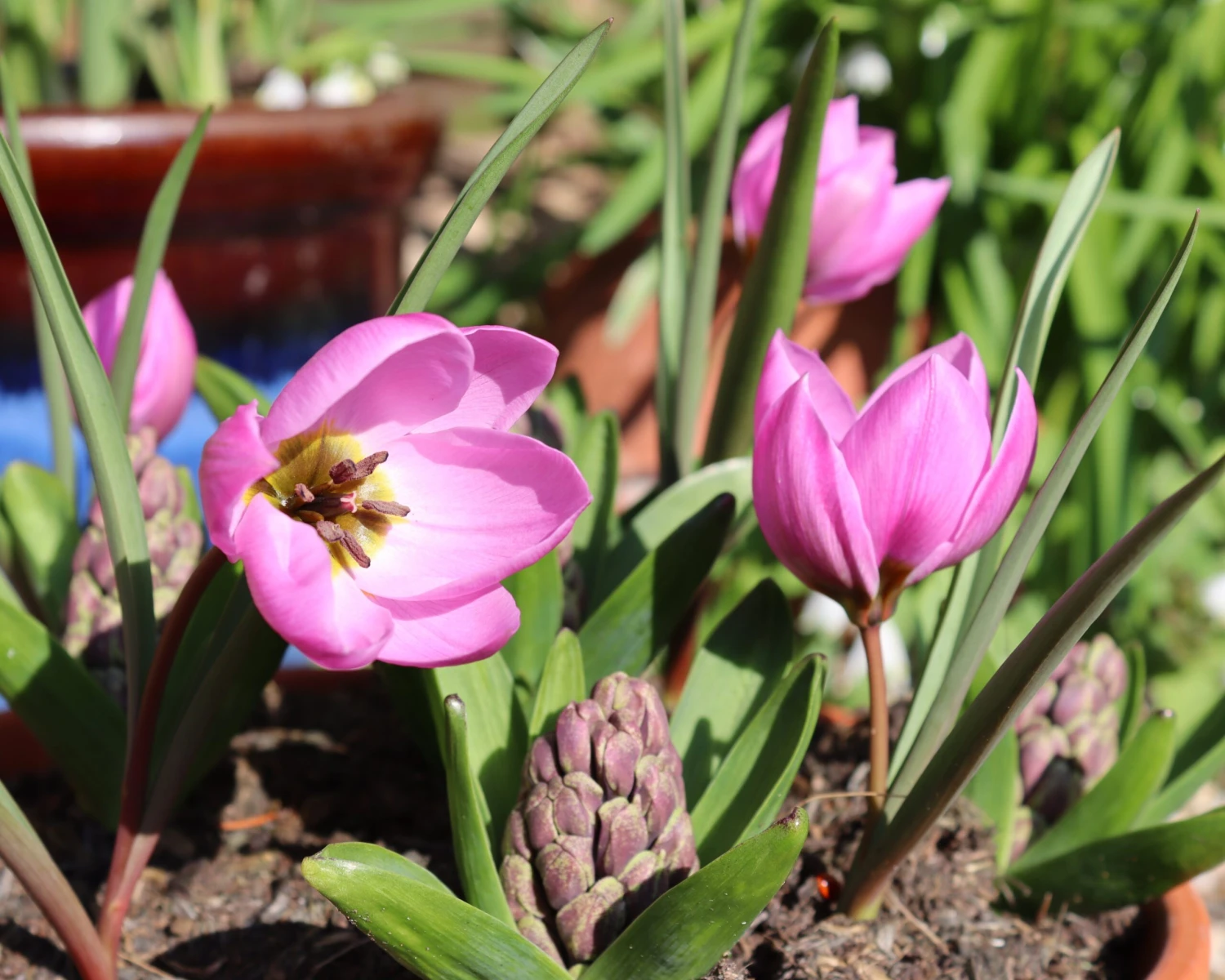 Tulip Humilis 'Helene' - Image 2