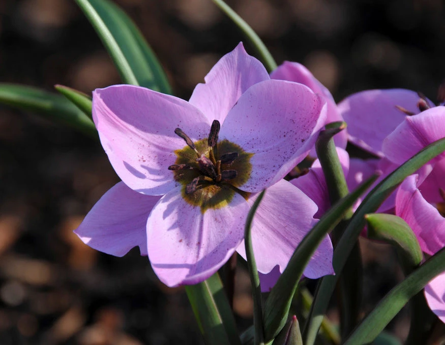 Tulip Humilis 'Helene' - Image 8