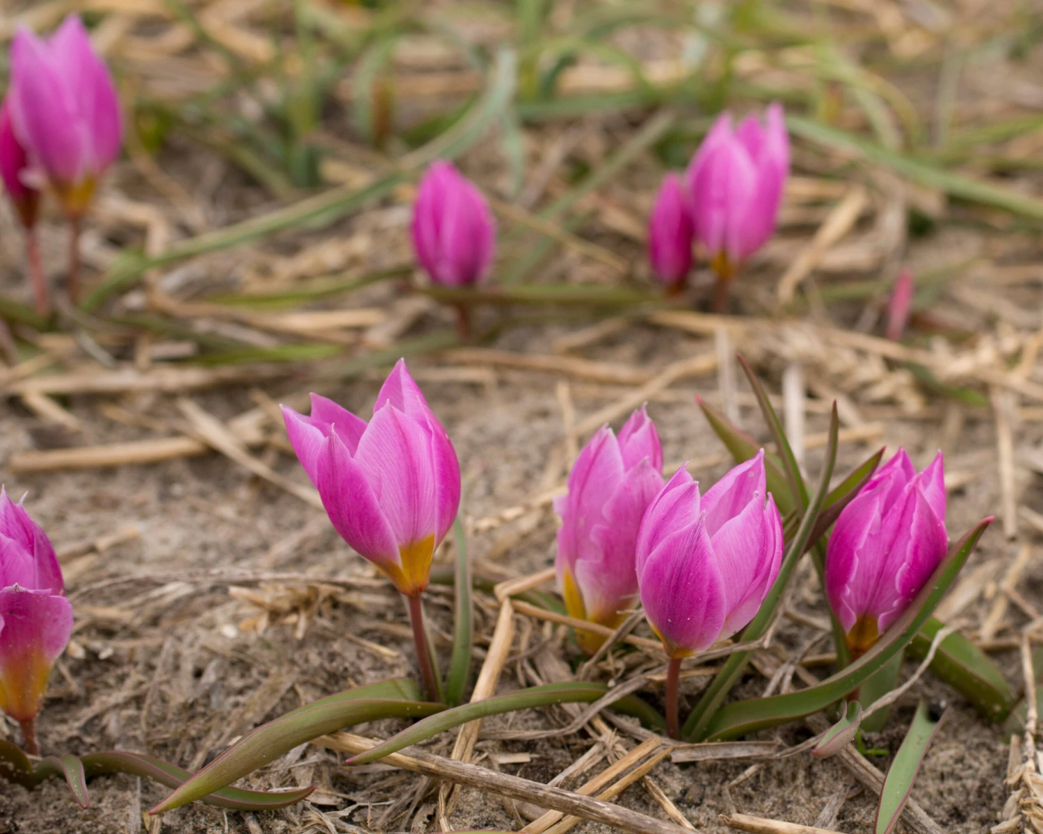 Tulip Humilis 'Helene' - Image 4