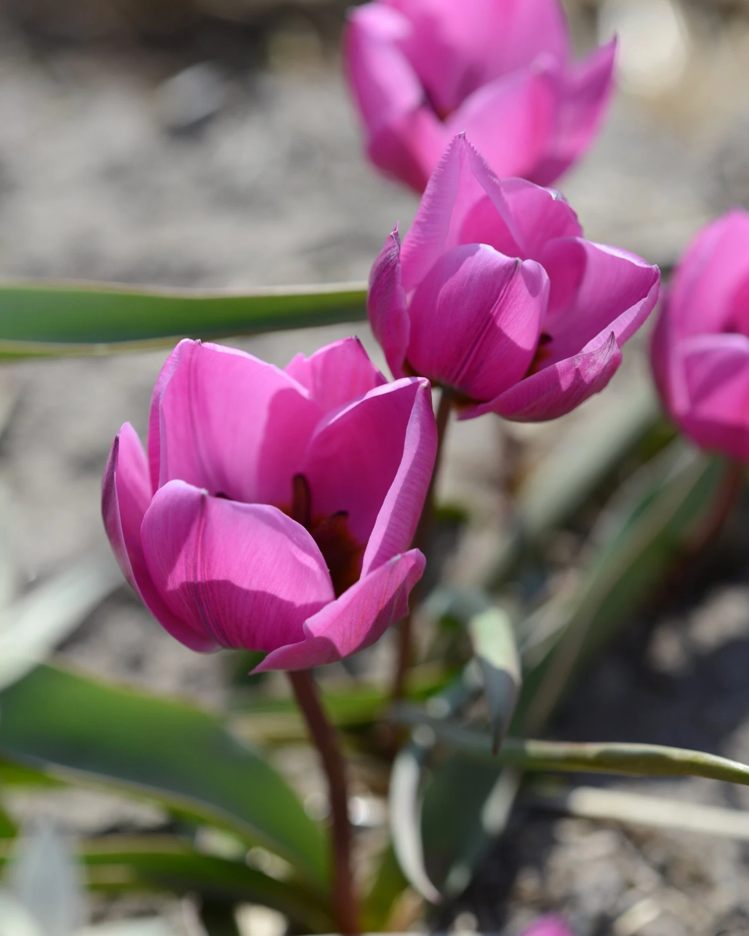 Tulip Humilis 'Helene' - Image 6