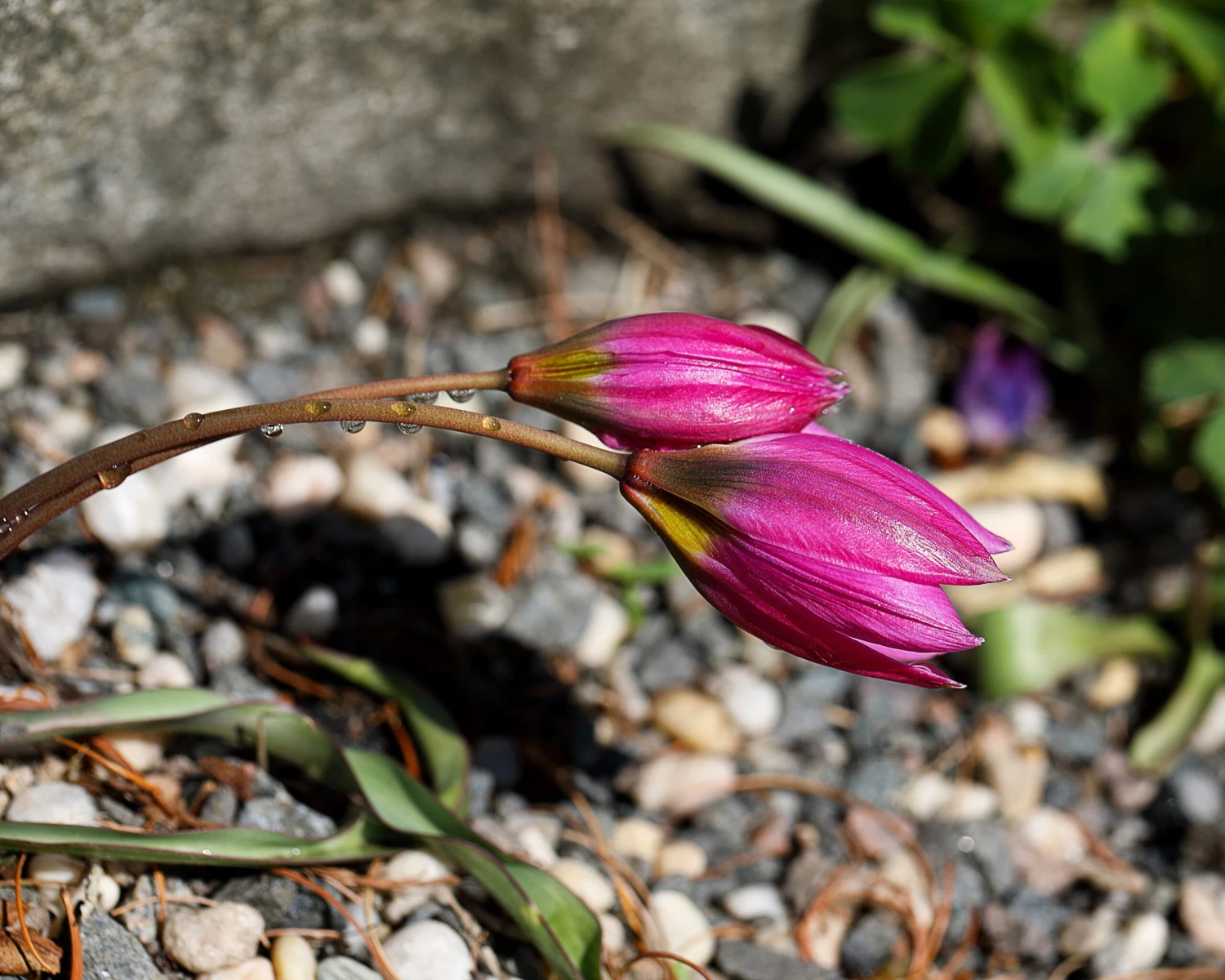 Tulip Humilis 'Helene' - Image 9