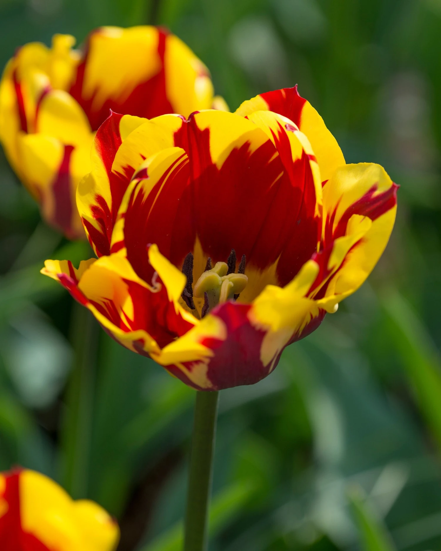 Tulip 'Helmar' - Image 4