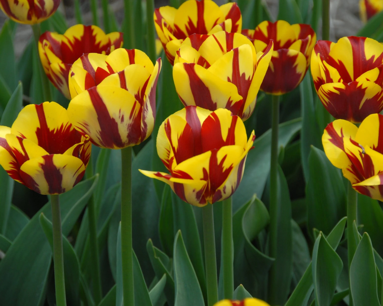 Tulip 'Helmar' - Image 3