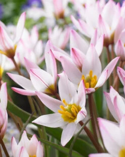 Tulip Cretica 'Hilde'