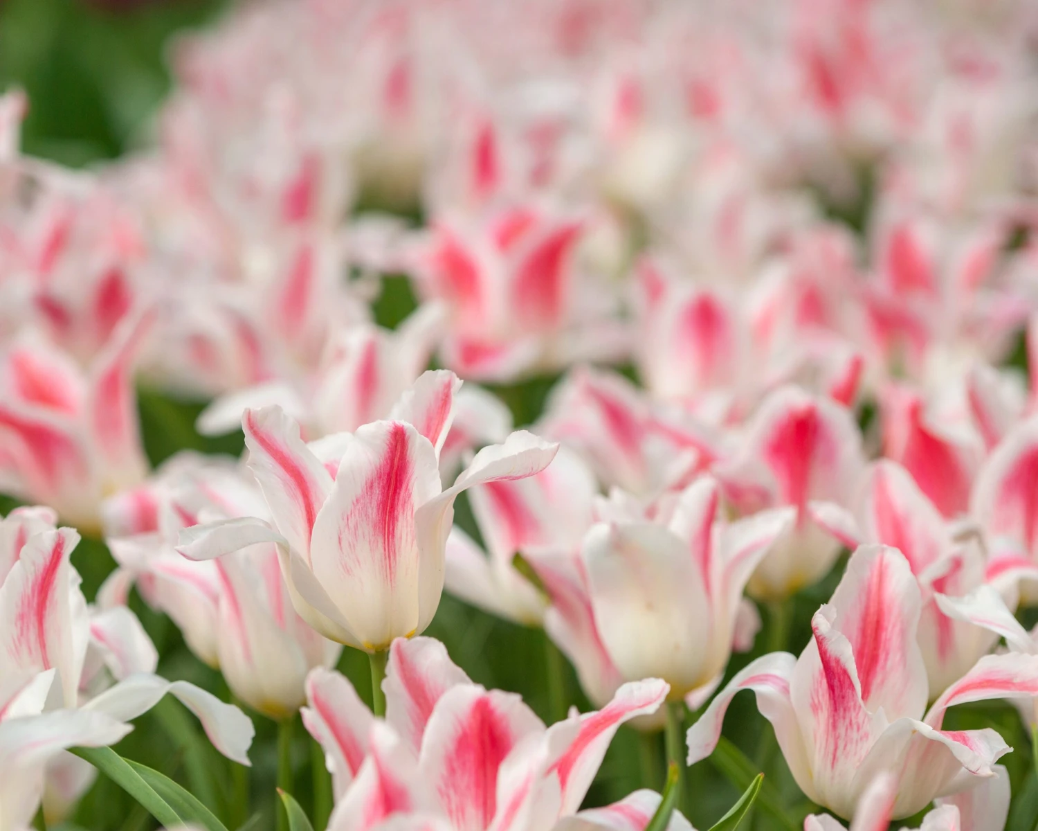 Tulip 'Holland Chic' - Image 6