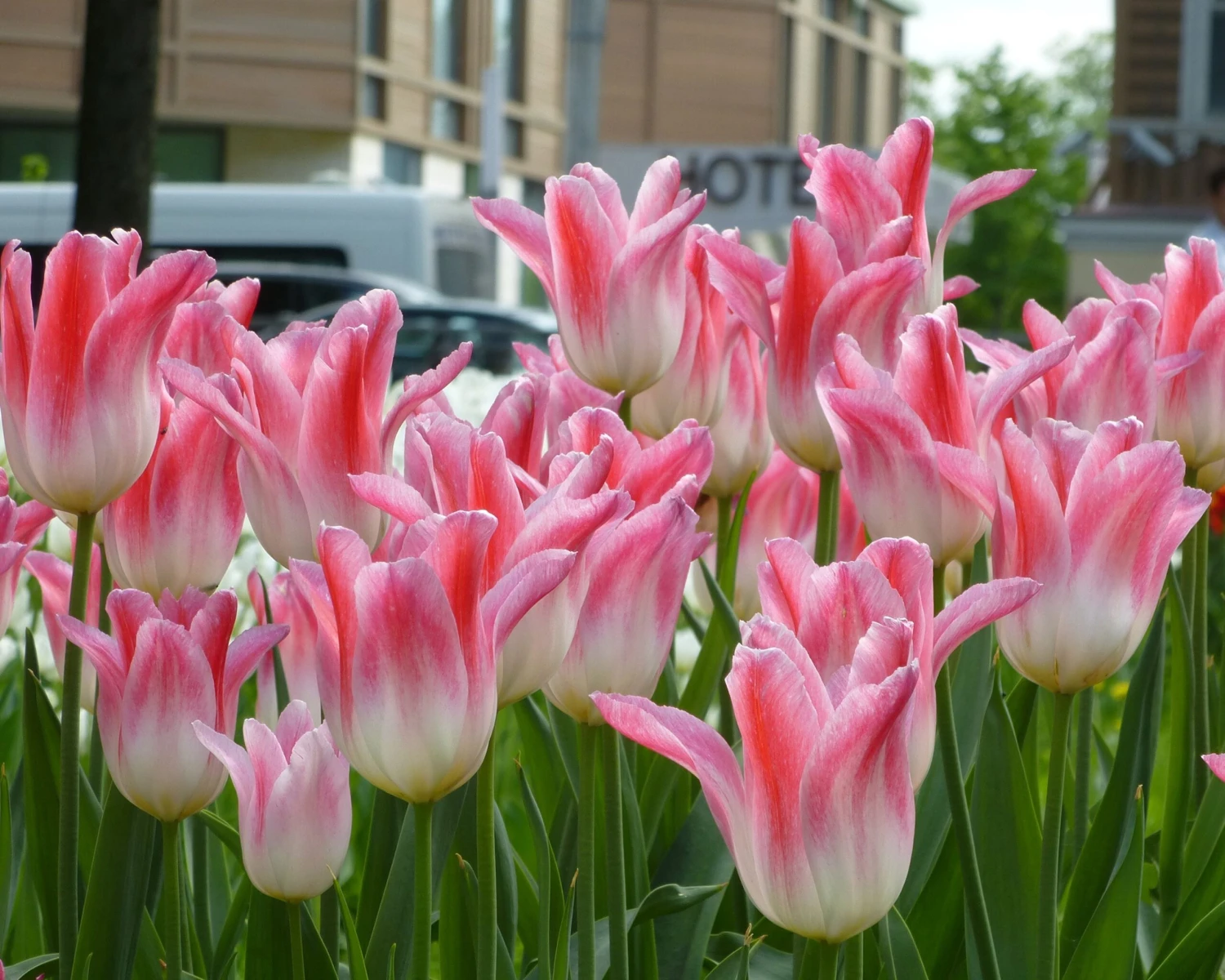 Tulip 'Holland Chic' - Image 5