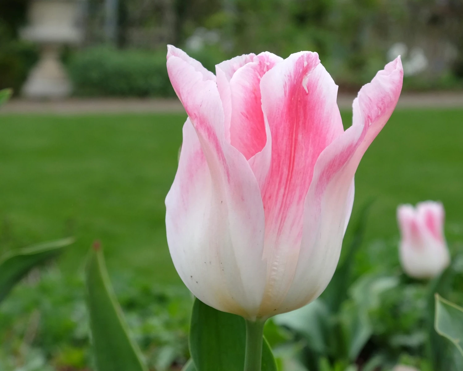 Tulip 'Holland Chic' - Image 3