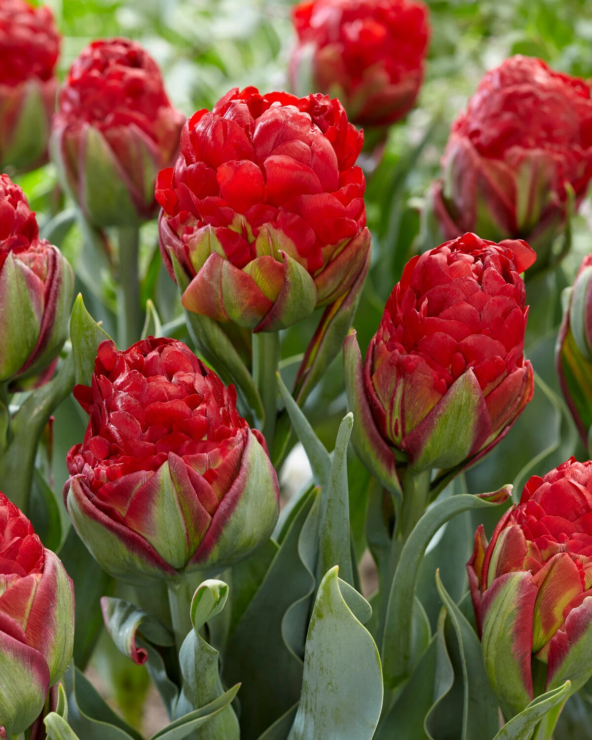 Tulip 'Ice Cream Strawberry' - Image 2