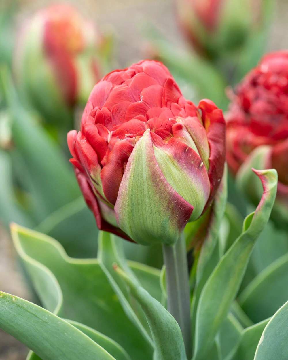 Tulip 'Ice Cream Strawberry' - Image 4