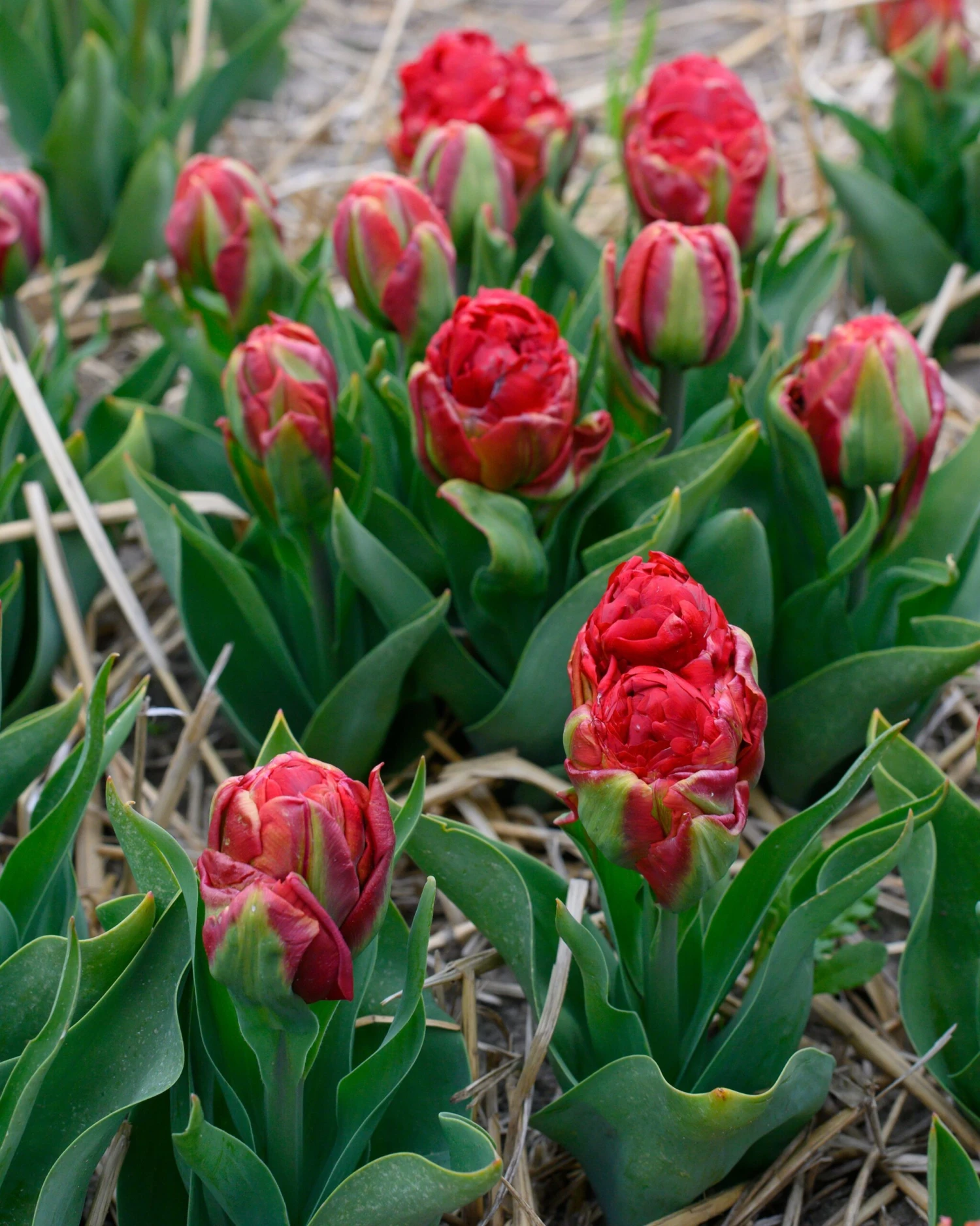 Tulip 'Ice Cream Strawberry' - Image 5