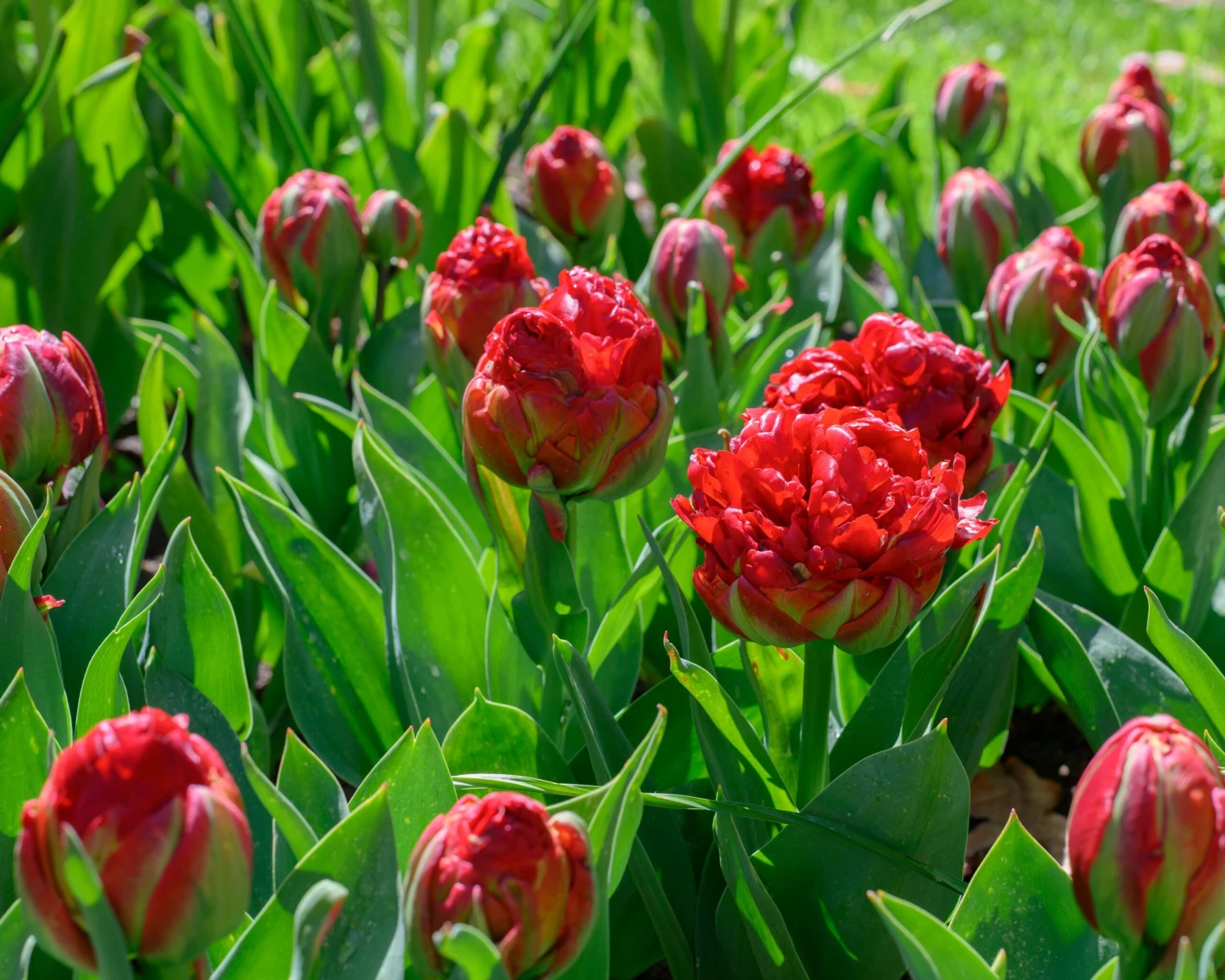 Tulip 'Ice Cream Strawberry' - Image 3