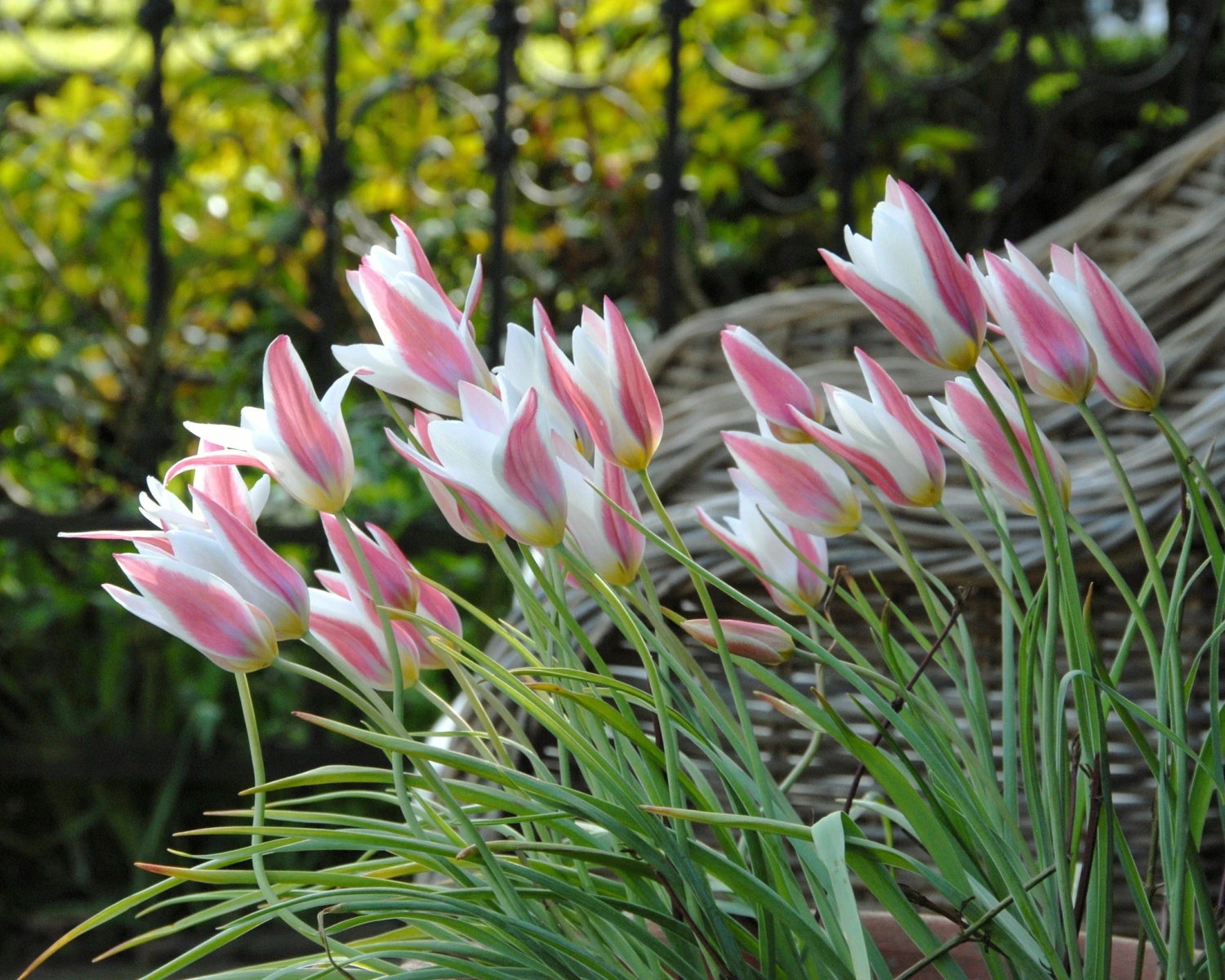 Tulip 'Lady Jane' - Image 4