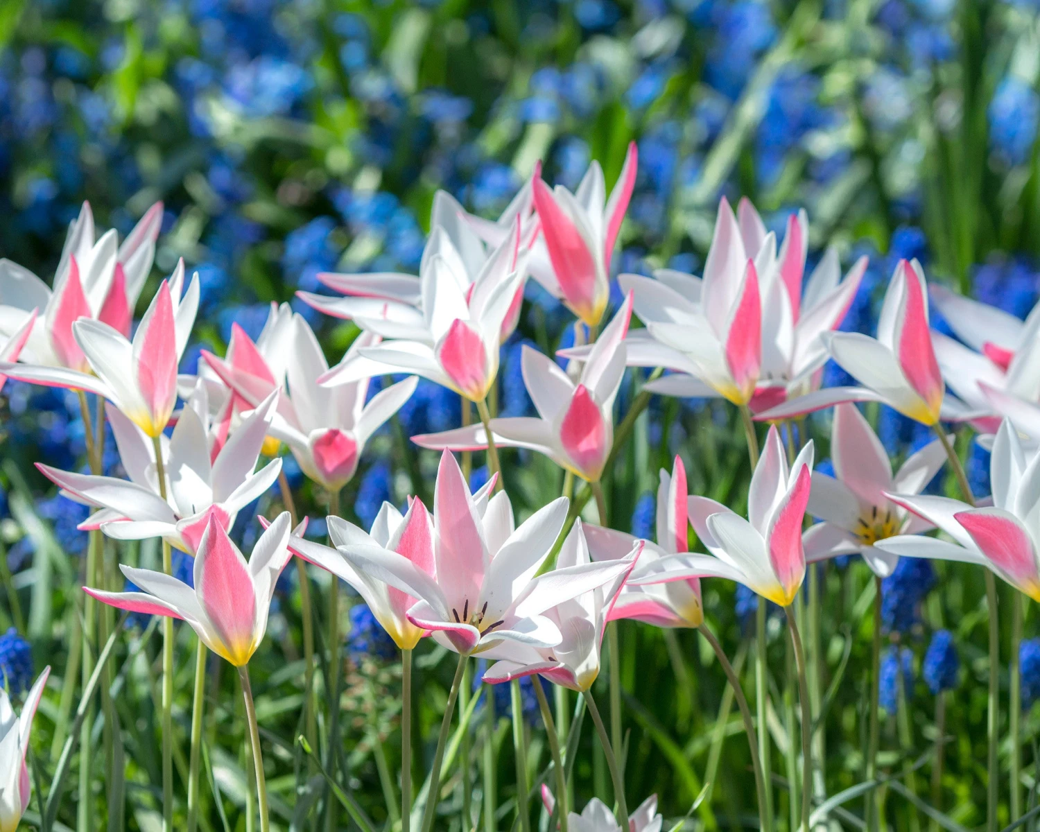 Tulip 'Lady Jane' - Image 3