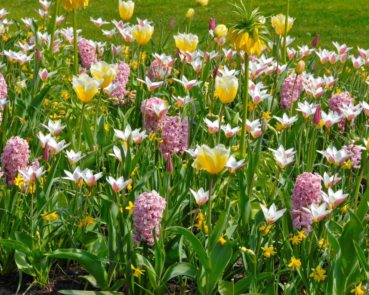 Tulip 'Lady Jane' - Image 6