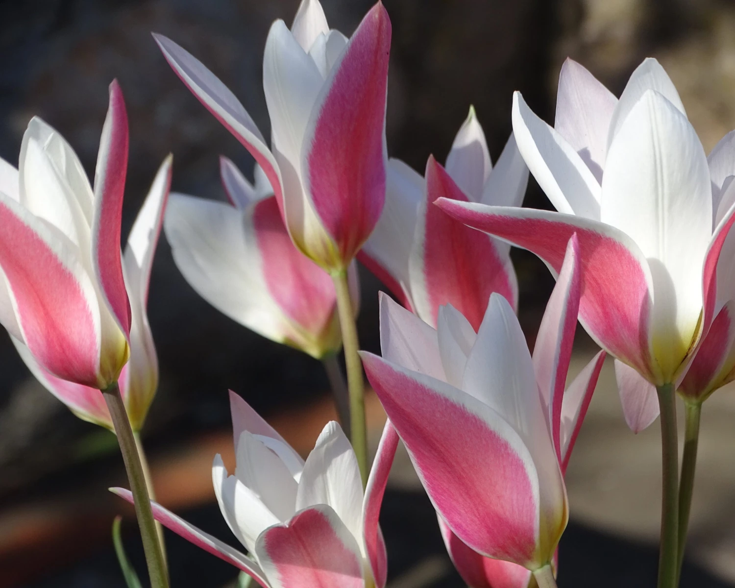 Tulip 'Lady Jane' - Image 2