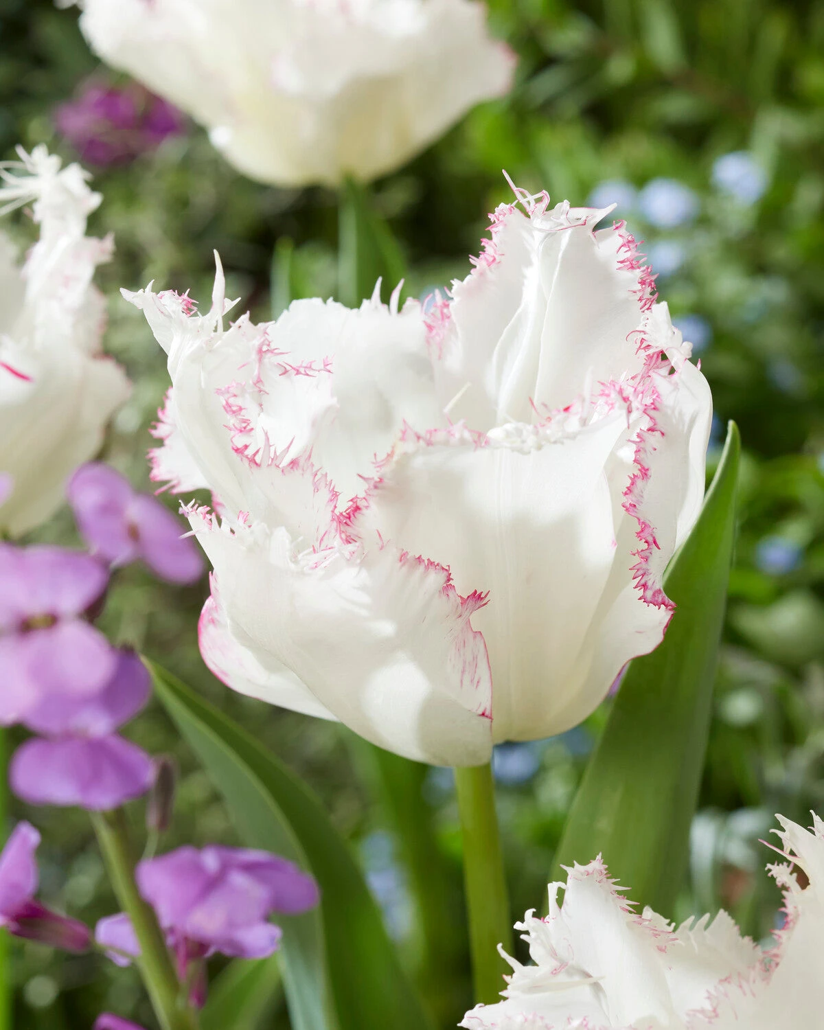 Tulip 'Lady Smile' - Image 2