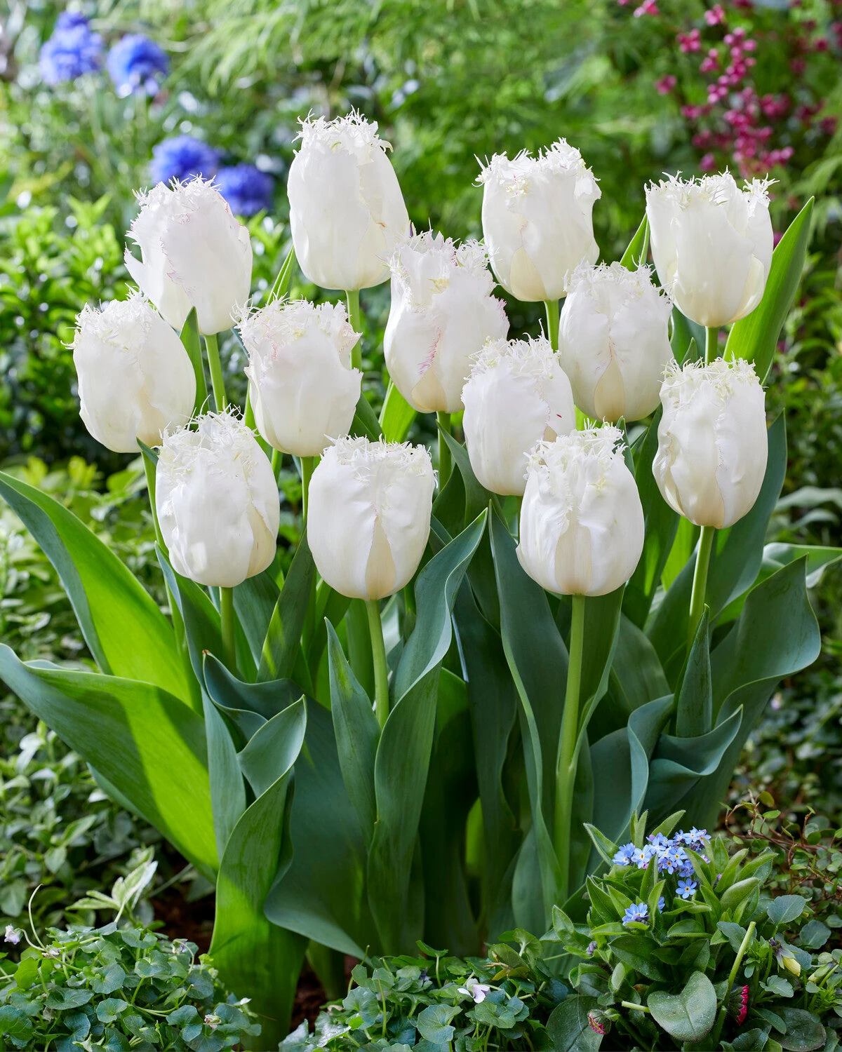 Tulip 'Lady Smile' - Image 6