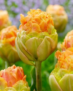Tulip 'Le Lavandou'