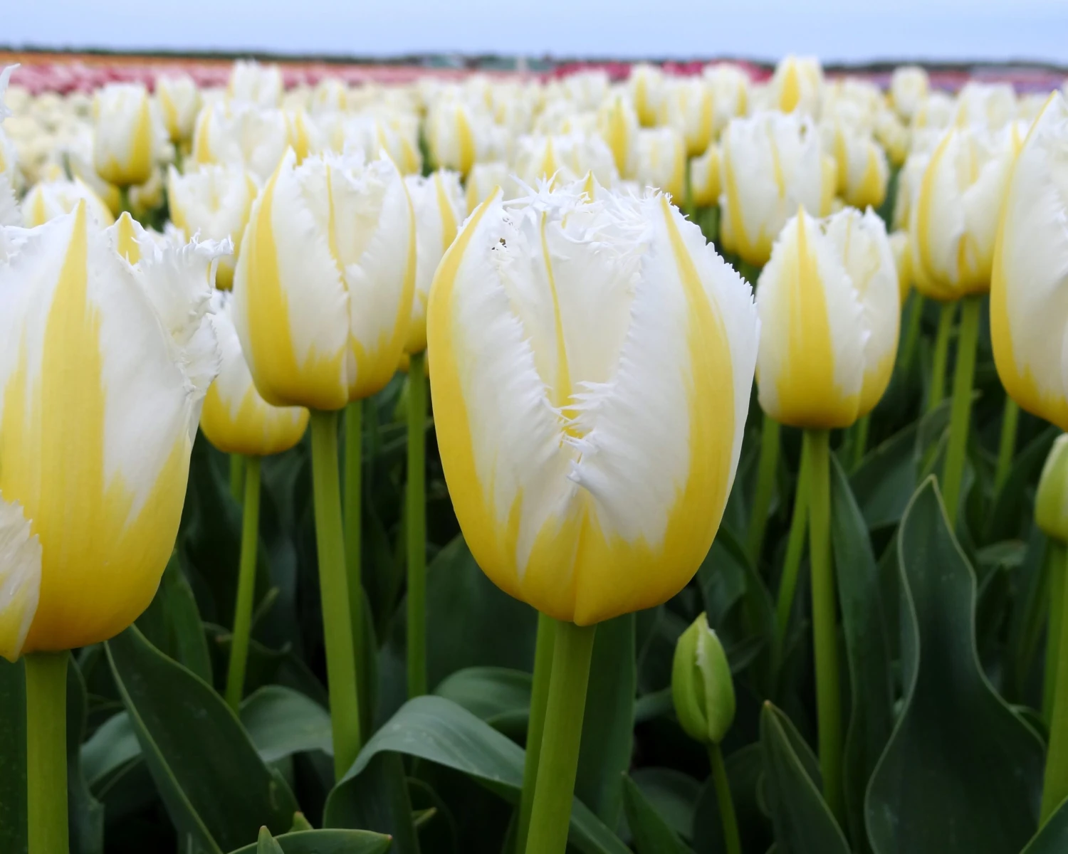 Tulip 'Lemon Beauty' - Image 2