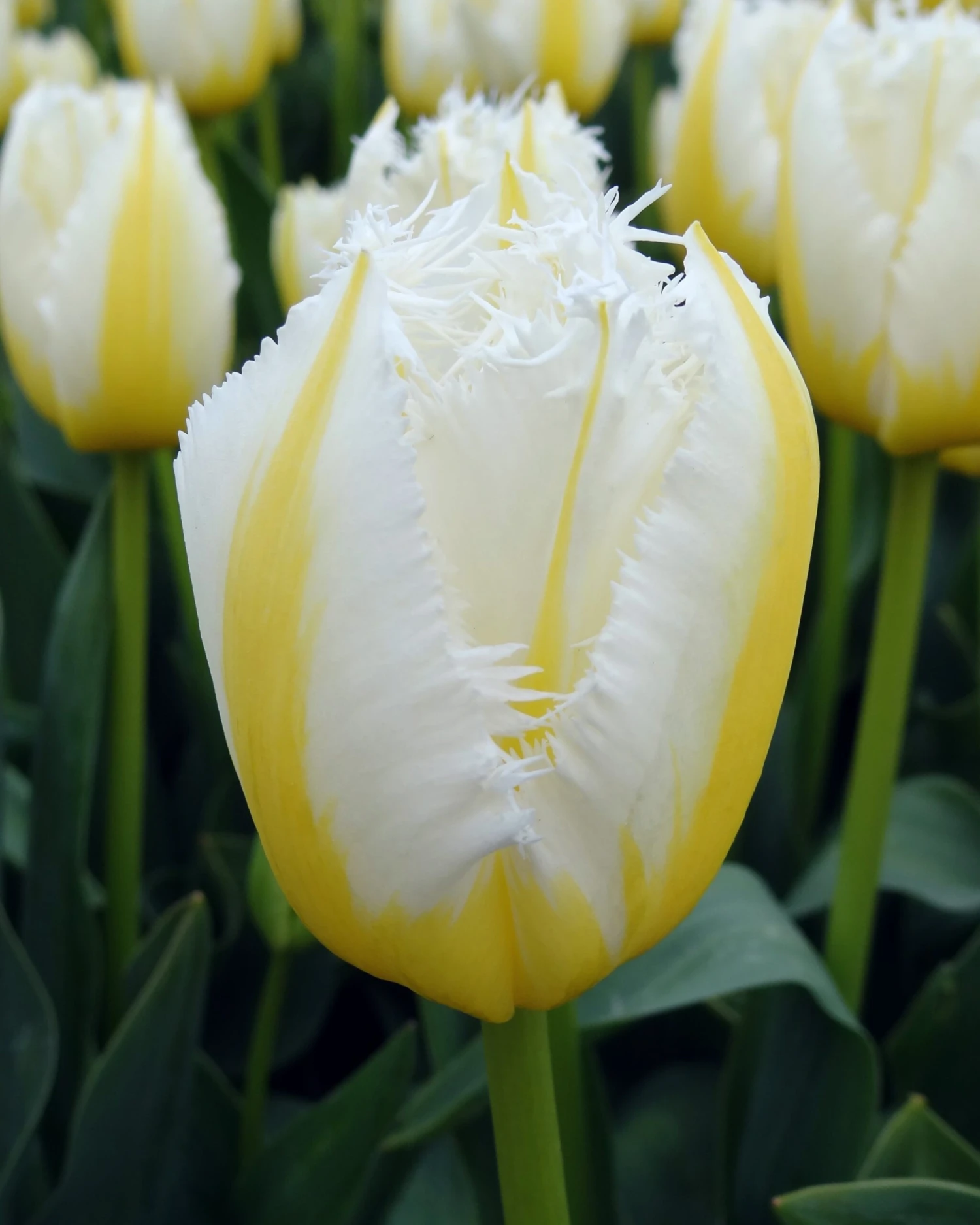 Tulip 'Lemon Beauty' - Image 7