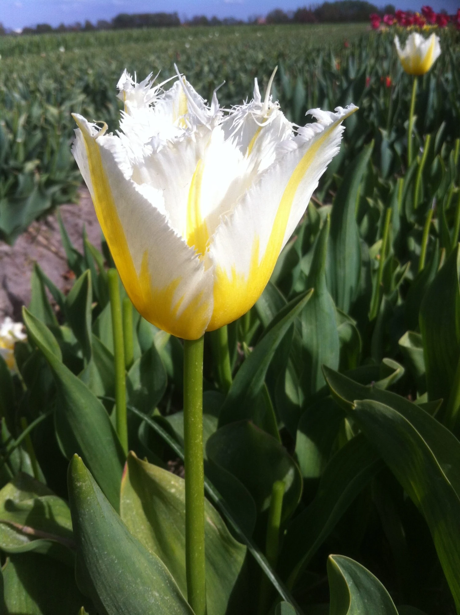Tulip 'Lemon Beauty' - Image 9