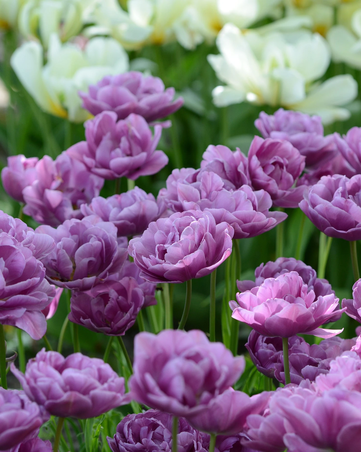 Tulip 'Lilac Perfection'