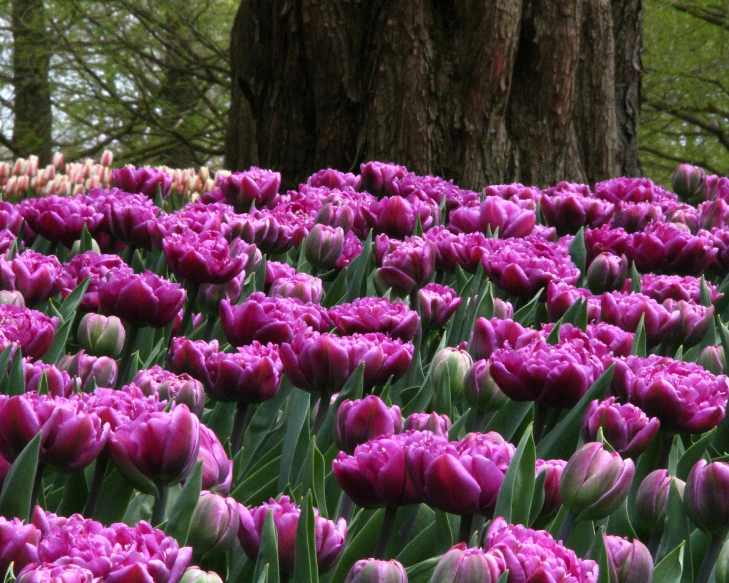 Tulip 'Lilac Perfection' - Image 5