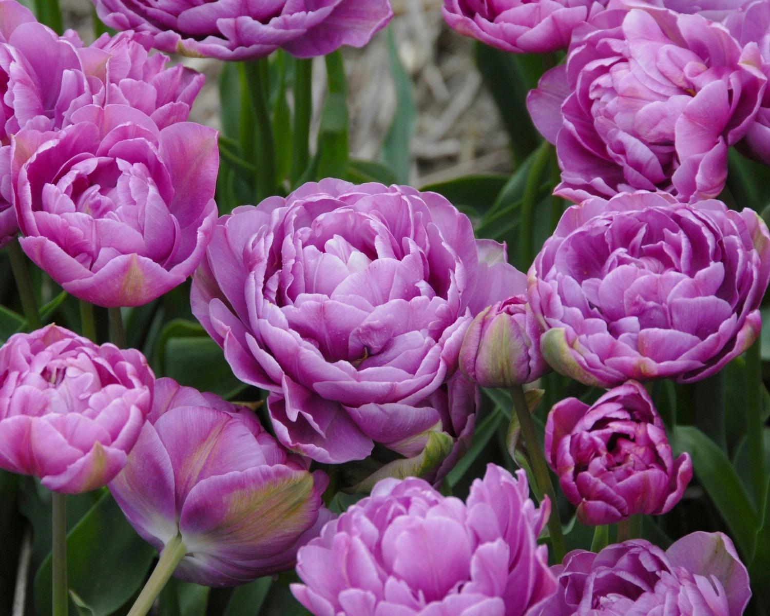 Tulip 'Lilac Perfection' - Image 3