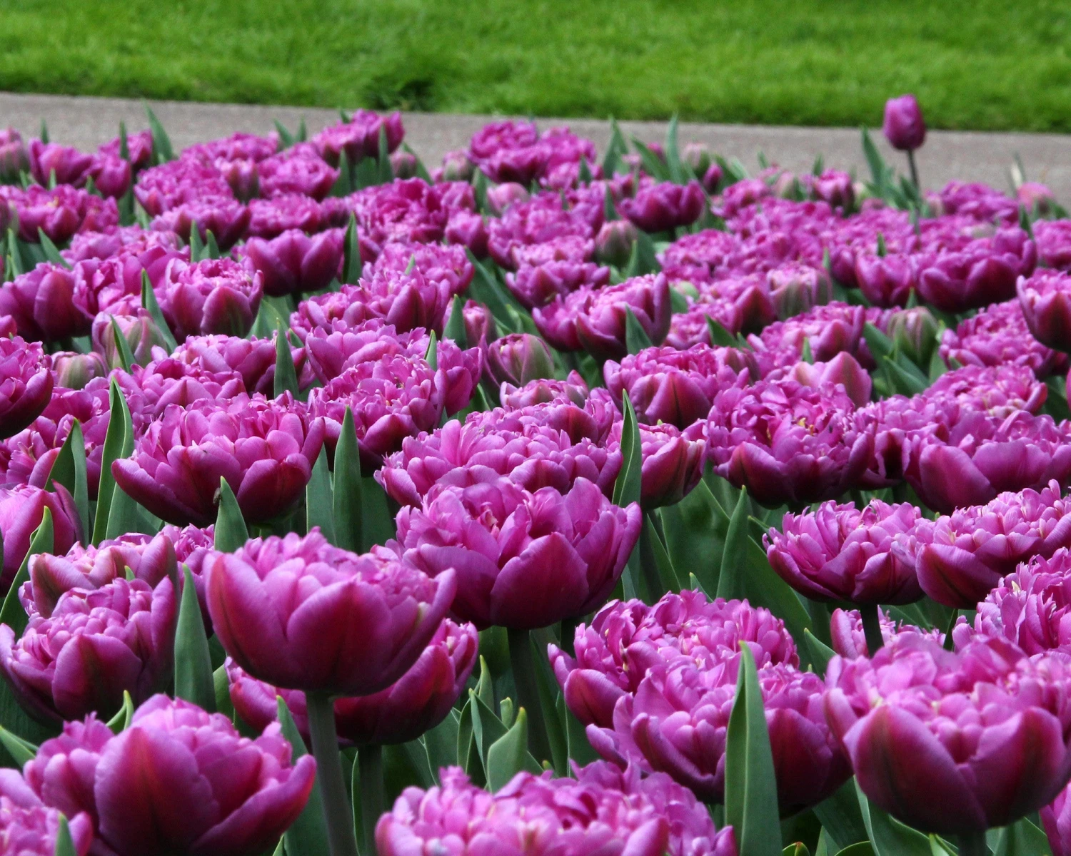 Tulip 'Lilac Perfection' - Image 2