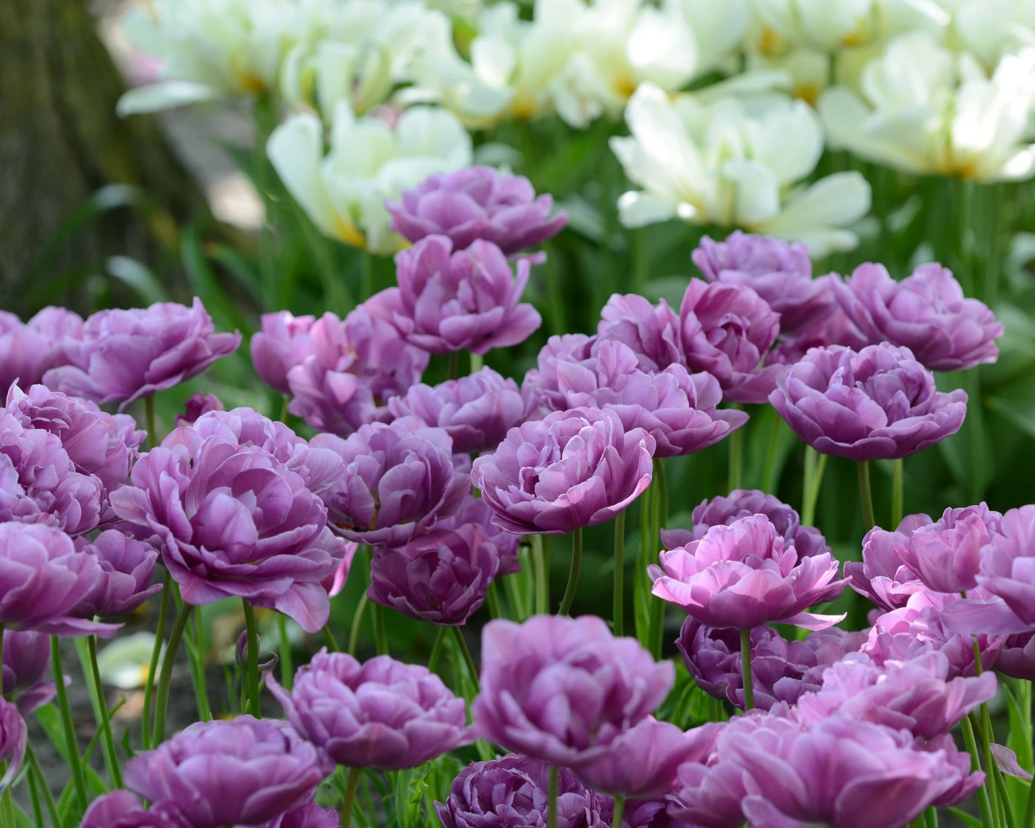 Tulip 'Lilac Perfection' - Image 6